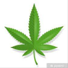 CBD+%26+BLUNT